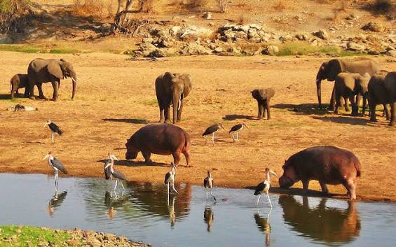 animals spotted in the ruaha national park for 2026/2027