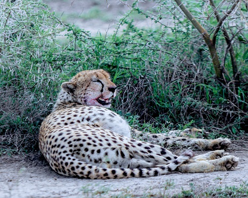 3 days predator in the serengeti for 2026/2027