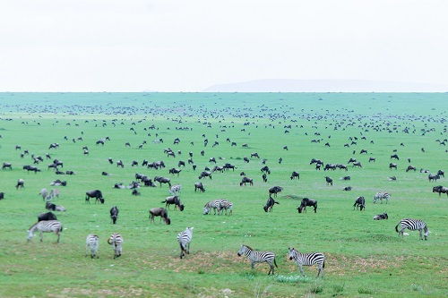 Serengeti National park