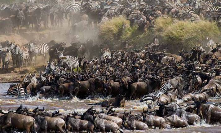 Great Wildebeest Migration herd running across the Serengeti Ndutu plains