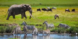 zebra spotted in the Serengeti National Park gate 