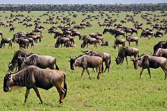 Wild cheetah hunting on the Southern Serengeti plains during the Ndutu migration safari