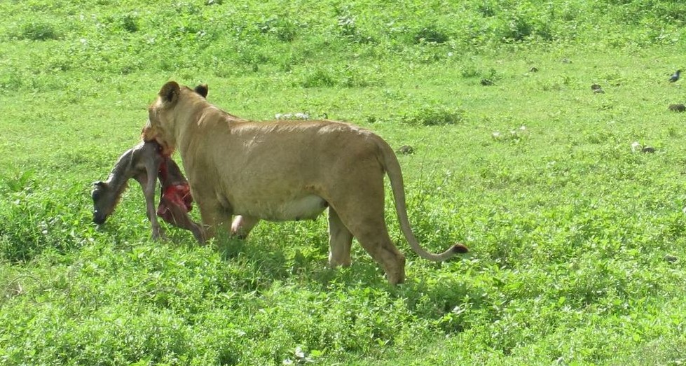 lioness climbing trees