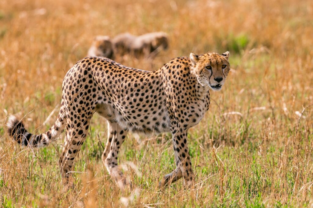1 Day Ngorongoro Crater Tanzania Budget Sharing Safari