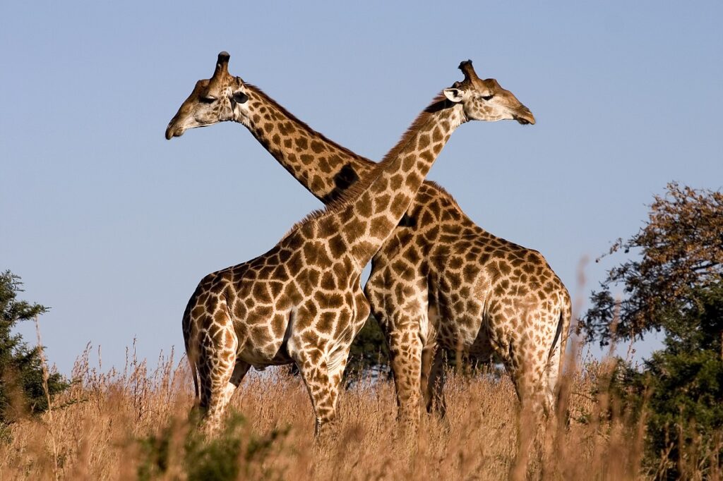 4-Day Tanzania Sharing Safari Tour : Serengeti, Ngorongoro & Manyara National Parks