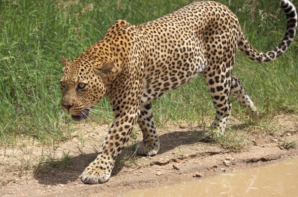 4-Day Tanzania Sharing Safari Tour : Serengeti, Ngorongoro & Manyara National Parks