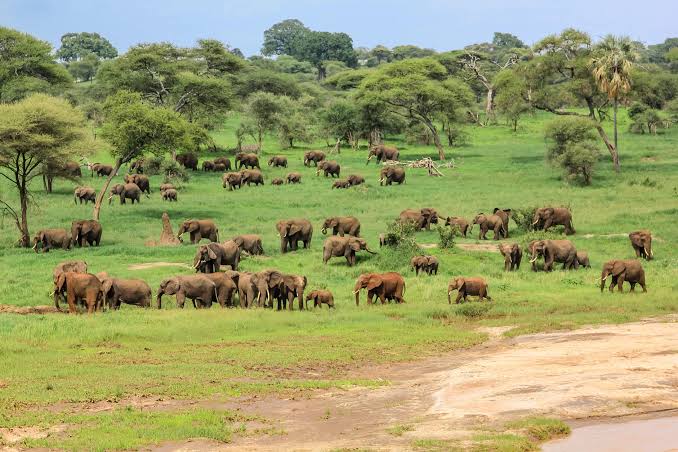 Massive African elephant herd walking near baobab trees in Tarangire National Park