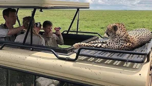 African lions hunting during the wildebeest calving season on Ndutu plains