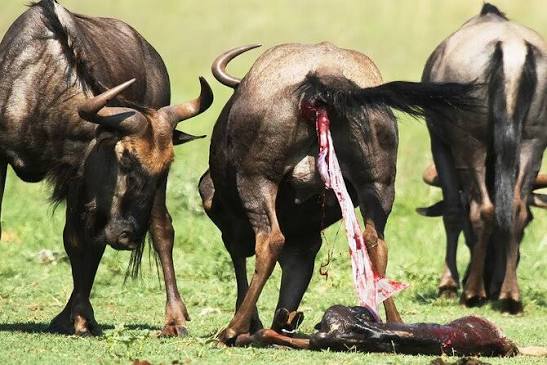 Newborn wildebeest taking birth in Ndutu plains during the calving migration